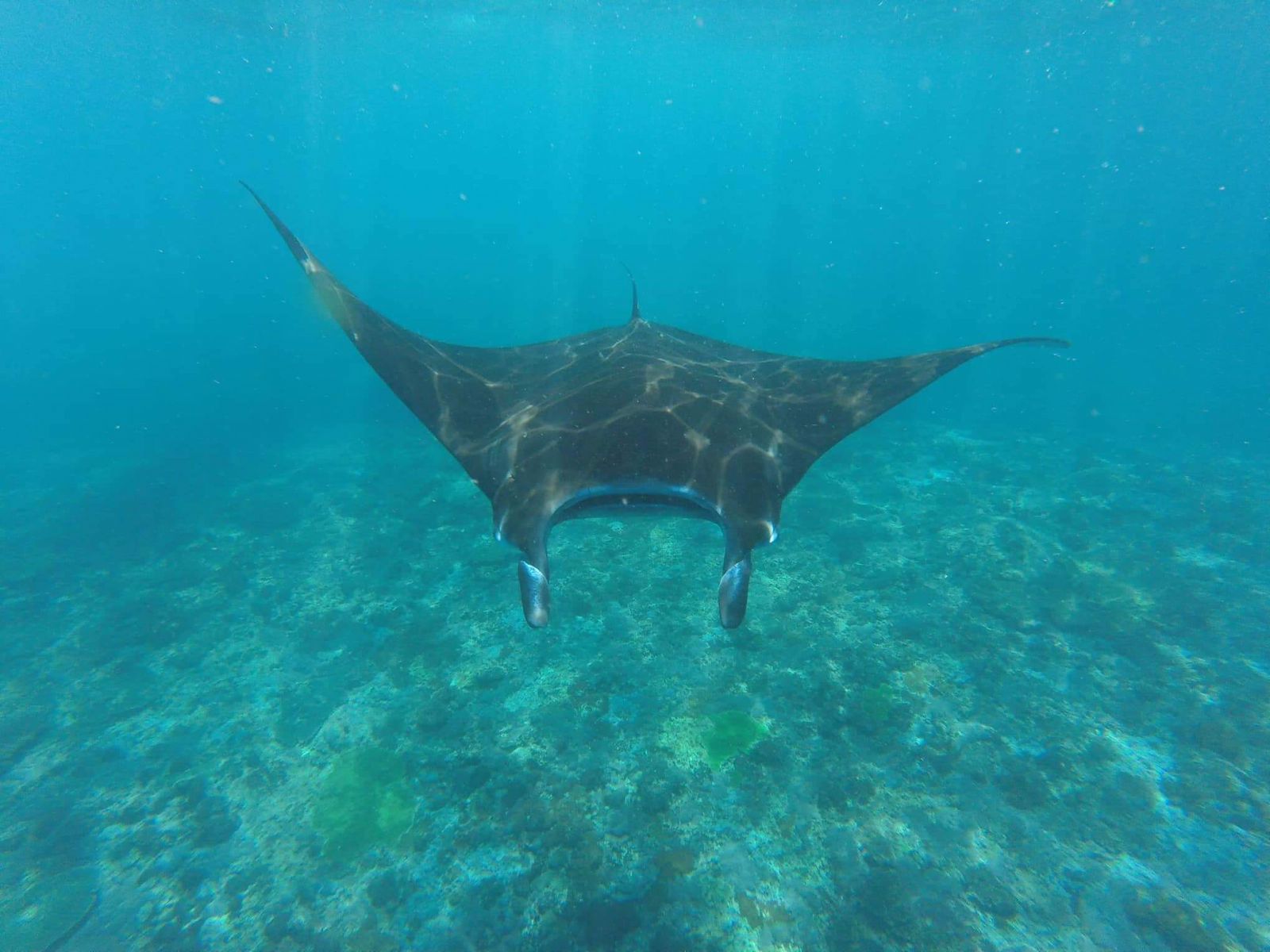 <b>[PACKAGE B]</b> 🛥️🤿 PRIVATE EARLY MORNING SNORKELING WITH MANTA RAY🐟🐟